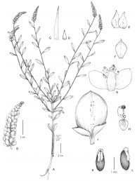 Image result for Monanthotaxis poggei