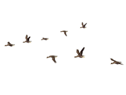Flying Birds 04 Png Stock By Roy3d Birds Flying Birds Picsart Background