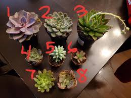 Dec 24, 2020 · identification of the jade plant is by its thick trunk and multitude of leafy stems. Hi I Got These Little Cuties At Walmart Can You Help Me Id Them So I Can Give Them The Proper Care Also What Re The Rules With Flowering Succulents Number 3 And