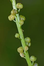 Image result for Triglochin striata