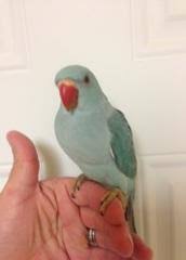 We did not find results for: Ringnecks Best Birds Aviary