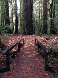 Can you camp in the redwood forest. Reservations And Information Humboldt Redwoods Interpretive Association