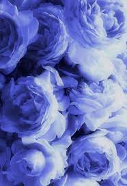 Pin By Megamind On Being A Photographer Yup That S Me Lavender Blue Periwinkle Color Blue Flowers