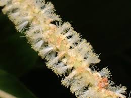 Image result for Acacia mangium
