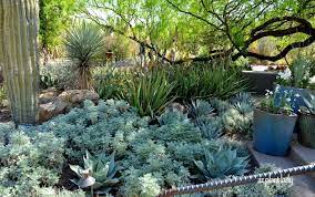 Ramblings From A Desert Garden Plants Desert Garden Ground Cover