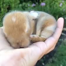 Beautiful Baby Rabbit Cutest Thing Louver Seen Today Video Cute Animals Cute Baby Animals Animals Beautiful