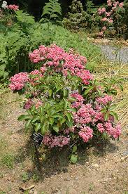 Check out our mountain laurel selection for the very best in unique or custom, handmade pieces from our craft supplies & tools shops. Carol Mountain Laurel Kalmia Latifolia Carol In Vancouver Victoria Burnaby Penticton Coquitlam British Columbia Bc At Gardenworks