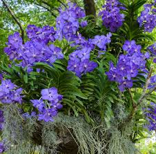 Image result for Vanda coerulea