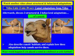 When the camel places it foot on the ground, the pad spreads out to keep the camel from sinking into the sand. Notes Science Spi Adaptations Ppt Download