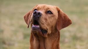 To begin with, the price of a labrador puppy will be between $500 and $1000. Red Fox Labrador Retrievers Controversy Puppy Cost More