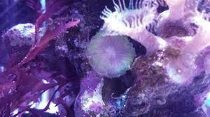 Resuscitating An Ailing Rock Flower Anemone Invertebrate Forum Nano Reef Community
