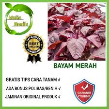 Bayam merah memiliki daun yang berwarna merah keungunan dan berbentuk oval atau seperti telur. Isi 2000 Biji Benih Bayam Merah F1 Bibit Tanaman Sayur Sayuran Bayam Merah Red Kaya Manfaat Shopee Indonesia