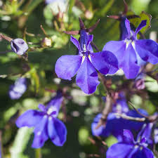 Image result for Lobelia erinus