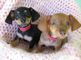 Featured Products Chihuahua Mix Puppies Weiner Dog Cute Animals