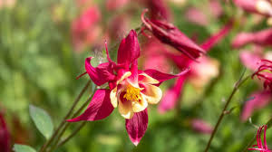 Image result for Aquilegia pompom mix