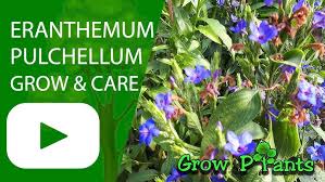 Image result for Eranthemum pulchellum