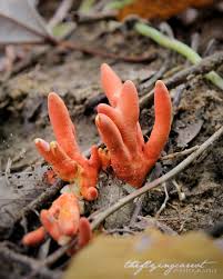 Image result for Stenostelma corniculatum