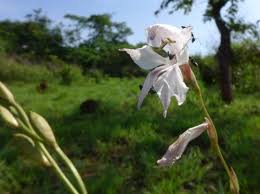 Image result for Gladiolus unguiculatus