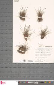 Image result for Eleocharis naumanniana