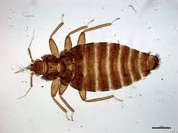 Image result for Cimex Lectularius L