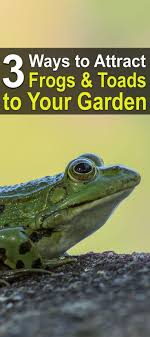 Earlier this spring, i spotted a hole in the soil in one of my raised beds while walking the garden. Inviting Frogs And Toads To Your Garden Frog And Toad Garden Pest Control Garden Insects