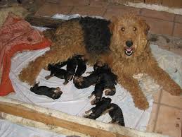 These energetic airedale terrier puppies grow to be the largest of the terriers & are great sporting dogs. Larger Airedale Puppies For Sale Airedale Terriers Airedale Terriers