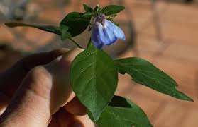 Image result for Justicia petiolaris