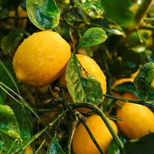 Pests, diseases, and disorders look like by turning to the pictures included of this manual. Everything You Need To Know About Meyer Lemon Trees This Old House