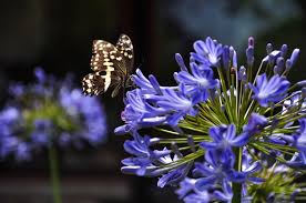 Image result for Agapanthus campanulatus
