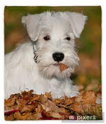 Here at mcdorable we raise miniature schnauzer of all colors from black to white to parti and everything in between. White Miniature Schnauzer Puppy Plush Blanket Pixers We Live To Change