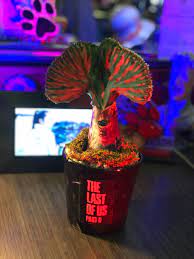 You can find them at walmart, home depot, and lowes. Jeremy Yates On Twitter Tbt I Made This Clicker Cactus A Couple Years Ago For My Workspace During Thelastofuspartll I Saw This Coral Cactus In Line At Home Depot And I Was
