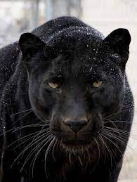 That Look Says It All Jaguar Animal Animals Beautiful Cats