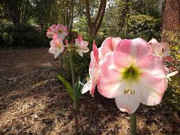 You can look at the address on the map. A Time To Stop And Smell The Flowers Features Albanyherald Com
