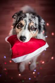 Download and use 10,000+ pet christmas stock photos for free. 8 Best Tips For Taking The Cutest Pet Christmas Photos