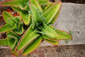 Image result for Bryophyllum