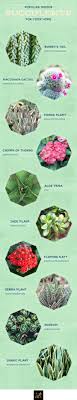 20 Popular Types Of Succulents Ftd Com