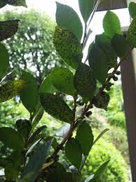サカキの葉の裏に写真のような黒い虫のようなものが大量に付いてしまっ ガーデニング 家庭菜園 教えて Goo