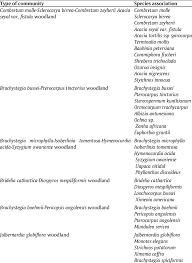 Image result for Syzygium owariense