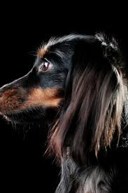 Black And Tan Chiweenie Long Hair Closeup Portrait Of A Long Haired Dachshund Dog Against Black Background In 2020 Dachshund Dachshund Pets Dogs