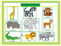 Pin By Anelize Bronkhorst On Afrikaans Animals Wild Elephant Giraffe