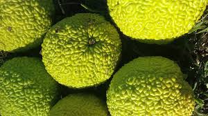 We did not find results for: What Is It Good For The Osage Orange Maclura Pomifera