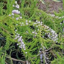 Image result for Fabiana imbricata