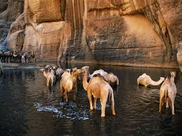 Camels typically live in the. Guelta D Archei Travel Spot Africa Travel Camels