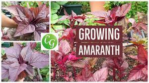 When growing amaranth, harvest time depends on what you are growing the plants for. Superfoods How To Grow Red Amaranth Amaranthus Youtube