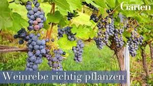 Weinreben Richtig Erziehen Und Schneiden Weinreben Pflanzen Pflanzen Und Weintrauben Pflanzen