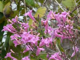 Image result for Stereospermum harmsianum