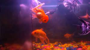 Not to mention, gold fish are best kept with their own kind. Goldfish And Oscar Fish In A Same Tank Youtube