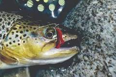 Image result