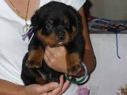 Our german rottweiler puppies are reserved months in advance. Rottweiler Puppies For Sale In Michigan Petfinder