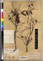 Image result for Rourea orientalis